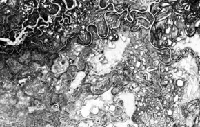 226mayn Efeitos em Flash com arquivos FLA grátis